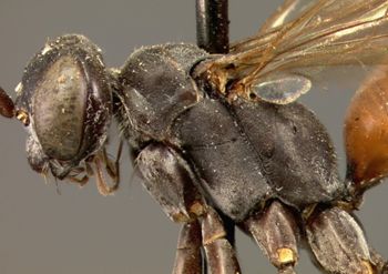 Media type: image;   Entomology 13650 Aspect: head frontal view 3